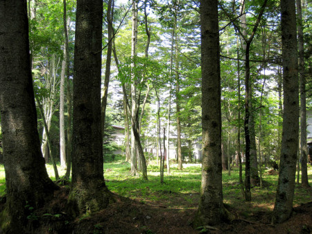 ホテル裏の林